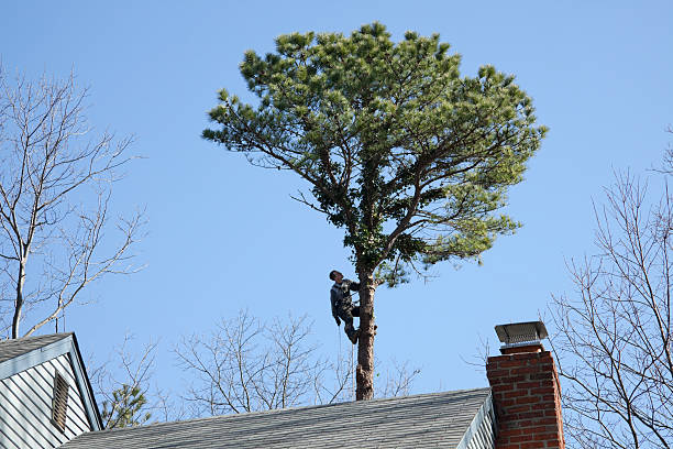 Reliable Riviera Beach, FL Tree Services Solutions